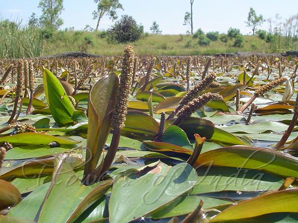 Long Leaf Pondweed